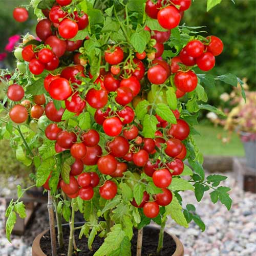 Томат (помидор) Вишнёвый поцелуй F1 изображение 1 артикул 71908