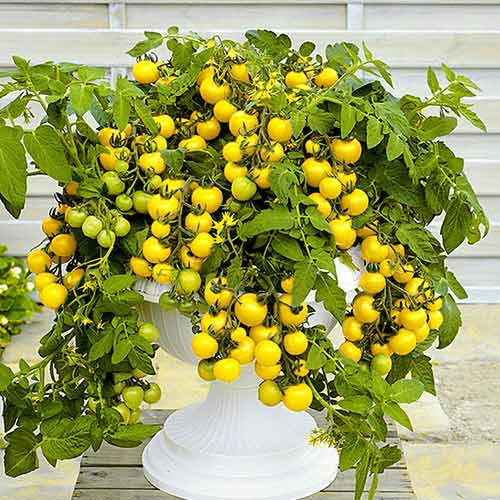 Томат (помидор) Лимонный щербет F1 изображение 1 артикул 71911