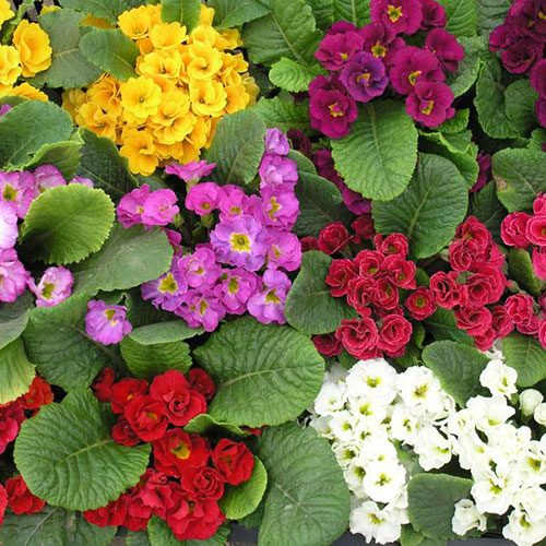 Примула 8 Марта F1, смесь окрасок Premium Seeds артикул фото 1 Примула 8 Марта F1, смесь окрасок Premium Seeds изображение 1 артикул 83962