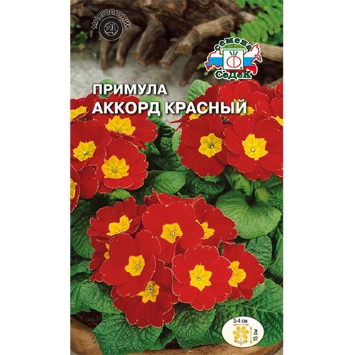 Примула Аккорд красный, семена артикул фото 1 Примула Аккорд красный, семена изображение 1 артикул 93955