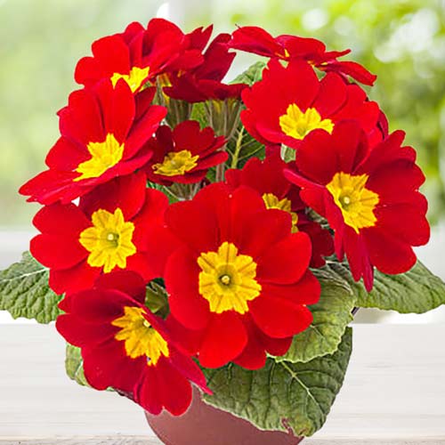 Примула бесстебельная Данова Лососево-оранжевая F1 изображение 1 артикул 71565