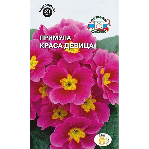 Примула Краса девица, семена артикул фото 1 Примула Краса девица, семена изображение 1 артикул 93957