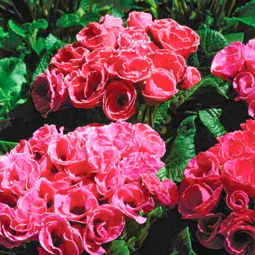 Примула махровая Примлет Розовые тени F1 изображение 1 артикул 71572