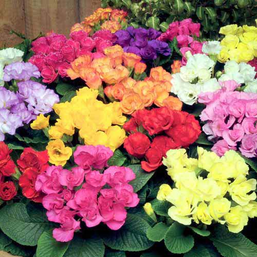 Примула Рози F1, смесь окрасок Русский огород НК изображение 1 артикул 69972