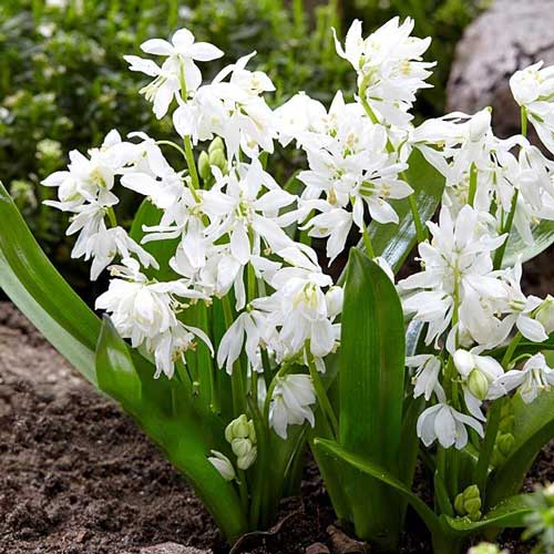 Пролеска Альба изображение 1 артикул 67674