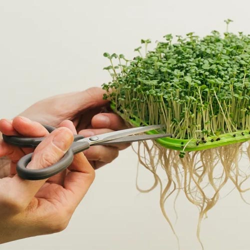 Проращиватель: «Моя микрозелень» изображение 1 артикул 85210