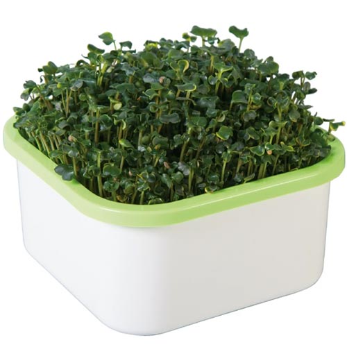 Проращиватель: «Моя микрозелень» изображение 2 артикул 85210