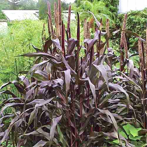 Просо Африкан Парпл F1 артикул фото 1 Просо Африкан Парпл F1 изображение 1 артикул 69974