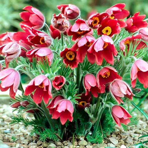 Прострел Ред изображение 1 артикул 76353