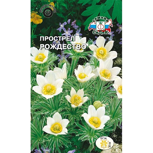 Прострел Рождество, семена изображение 1 артикул 93961