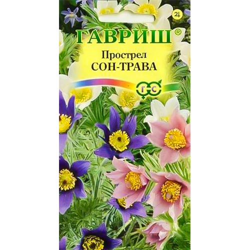 Прострел Сон-трава, смесь окрасок изображение 1 артикул 92208