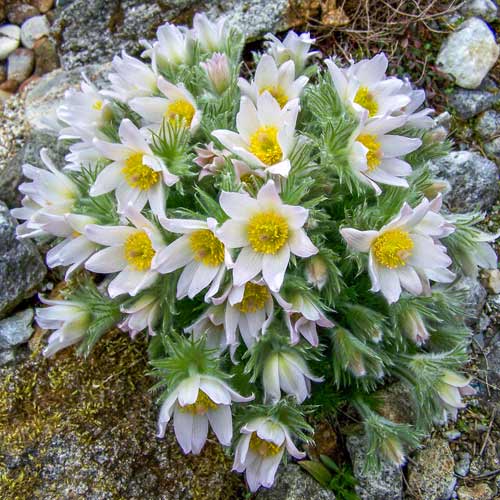 Прострел Вайт изображение 1 артикул 76354