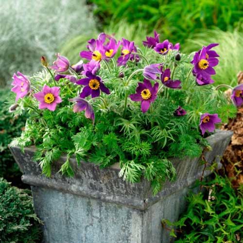 Прострел Пурпл изображение 1 артикул 76352