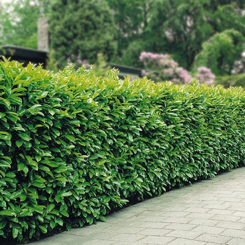 Лавровишня Новита изображение 2 артикул 7262