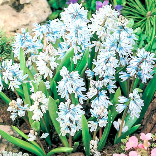 Пушкиния Блю изображение 1 артикул 67445