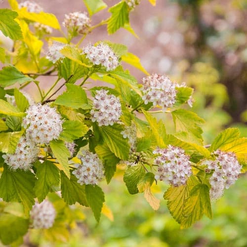 Пузыреплодник Дартс Голд изображение 1 артикул 9085