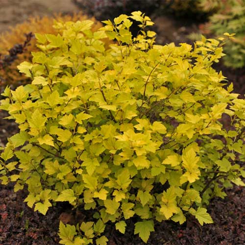 Пузыреплодник Энжел Голд изображение 1 артикул 01175