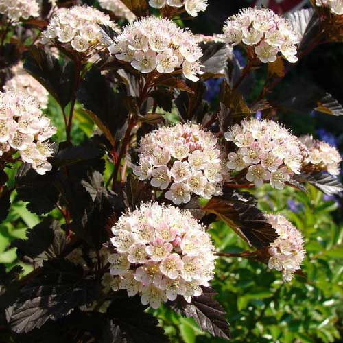 Пузыреплодник калинолистный Саммер Вайн изображение 2 артикул 9545