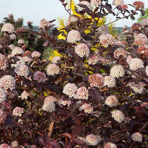 Пузыреплодник Леди ин Ред изображение 1 артикул 3925