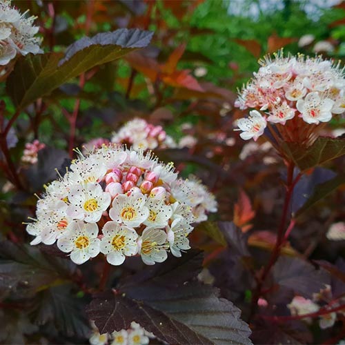 Пузыреплодник Литтл Джокер изображение 1 артикул 01174