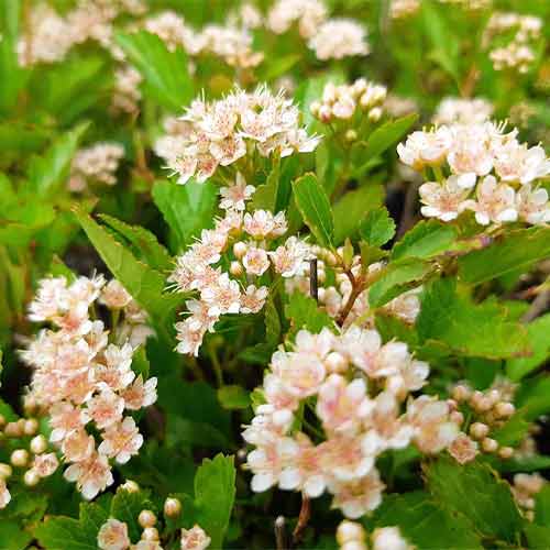 Пузыреплодник Литтл Грини изображение 1 артикул 01173