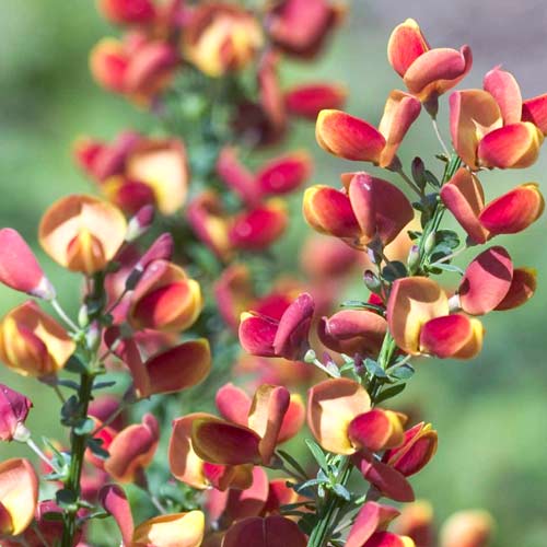 Ракитник Мария Бруквуд изображение 1 артикул 9596