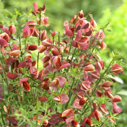 Ракитник Мария Бурквуд изображение 1 артикул 2344