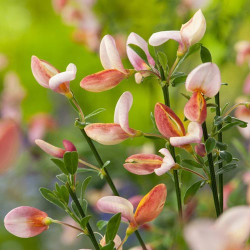 Ракитник Зеландия изображение 1 артикул 9597