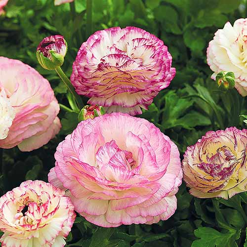 Ранункулюс (лютик) Маше Набор Двуцветный изображение 1 артикул 71900