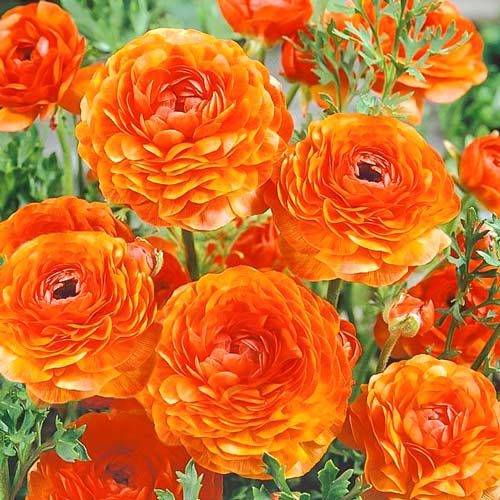 Ранункулюс (лютик) Оранж изображение 1 артикул 67276