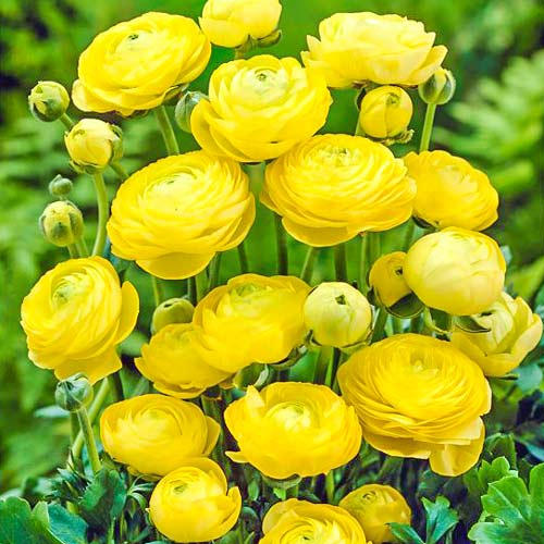 Ранункулюс (лютик) Йеллоу изображение 1 артикул 67280