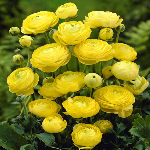 Ранункулюс Еллоу изображение 1 артикул 2961
