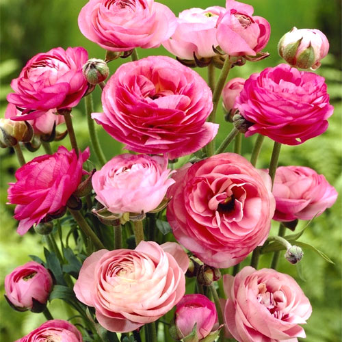 Ранункулюс Пинк изображение 1 артикул 2963