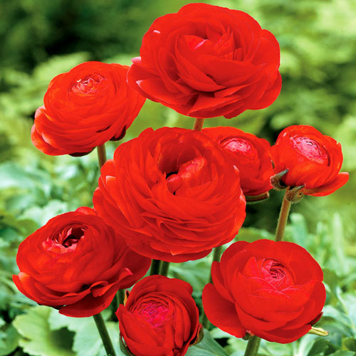 Ранункулюс Ред изображение 1 артикул 2964