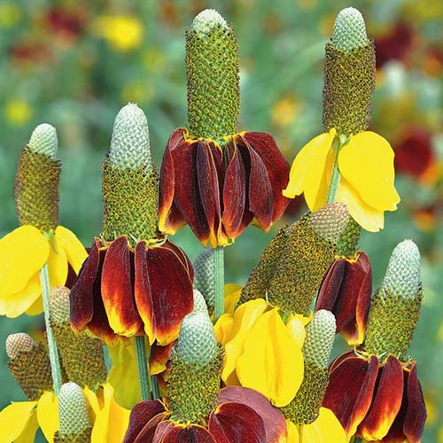 Ратибида Бархатный воротник, смесь окрасок Русский огород НК изображение 1 артикул 84123