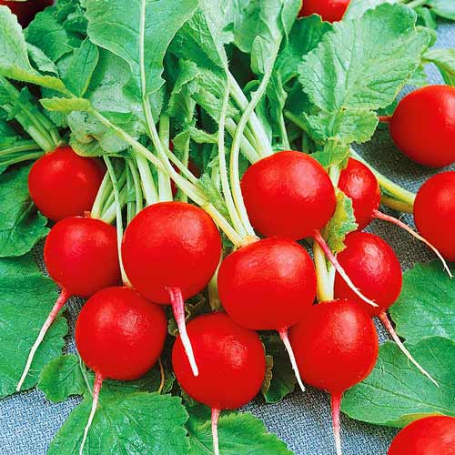 Редис 16 дней изображение 1 артикул 71798