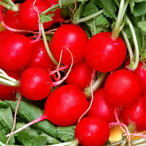 Редис Блек Джек Уральский дачник изображение 1 артикул 83081