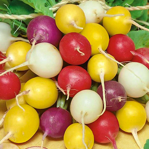 Редис Черешневый сад, смесь сортов Premium Seeds изображение 1 артикул 83814