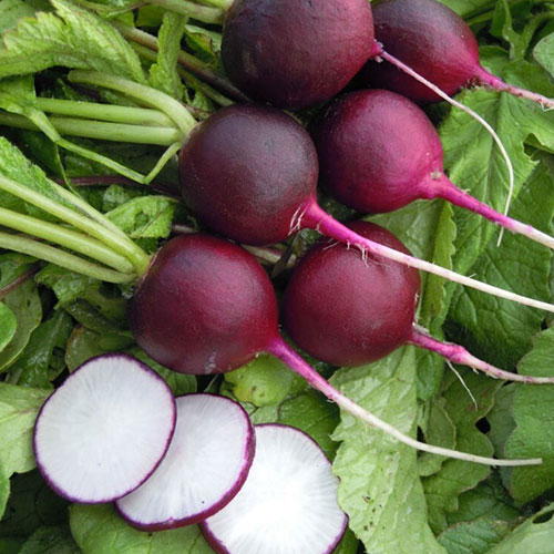 Редис Черный шоколад F1 Premium Seeds изображение 1 артикул 83815