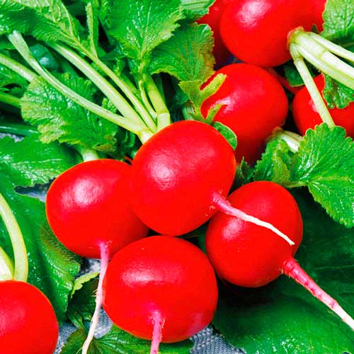 Редис Эспрессо F1 изображение 1 артикул 71300