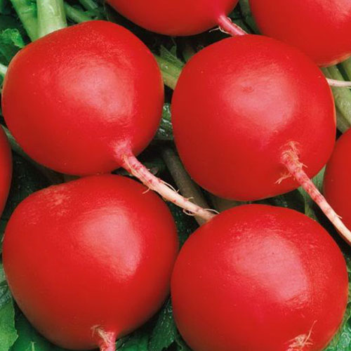 Редис Генеральский Уральский дачник изображение 1 артикул 83030