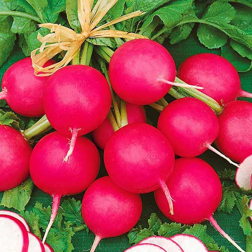 Редис Малиновый шар F1 изображение 1 артикул 71906