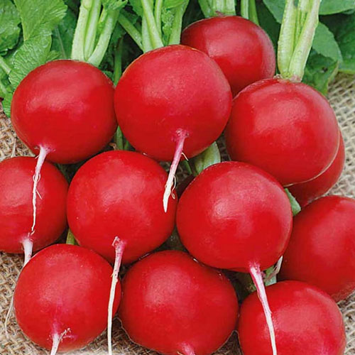 Редис Мария F1 Premium Seeds изображение 1 артикул 83813