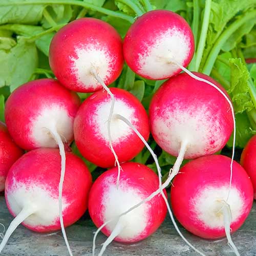 Редис Премьер Седек изображение 1 артикул 82505