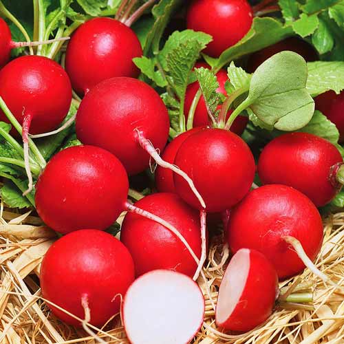 Редис Ранний красный артикул фото 1 Редис Ранний красный изображение 1 артикул 81219