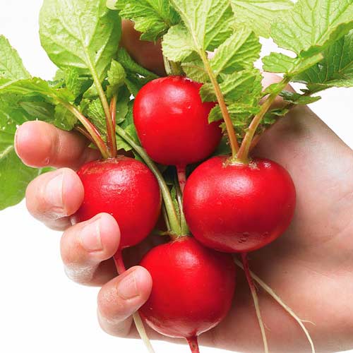 Редис Сахарный гигант изображение 1 артикул 71773