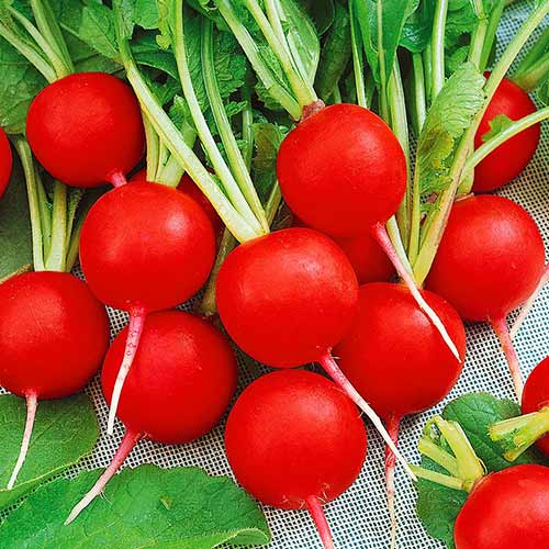 Редис Уральский экспресс F1 Уральский дачник изображение 1 артикул 74232