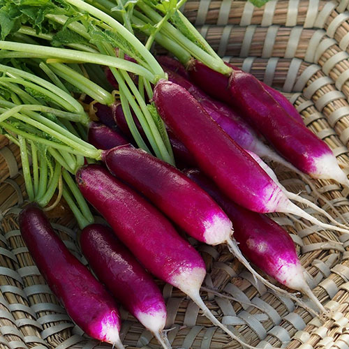 Редис Ведьмины пальцы Уральский дачник изображение 1 артикул 83111