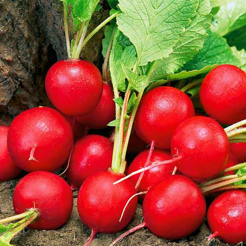 Редис Весенний экспресс F1 изображение 1 артикул 71785
