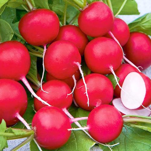 Редис Всесезонный, семена изображение 1 артикул 65405